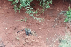 Cercopithecus mitis kolbi