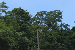 Robinia pseudoacacia