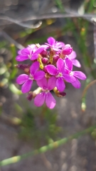 Stylidium lineare