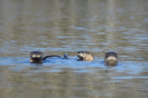 North American River Otter photographed in Delaware