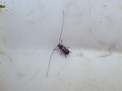 Euciodes suturalis