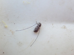 Euciodes suturalis