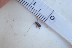 Euciodes suturalis