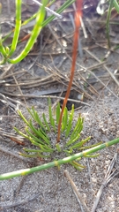 Stylidium lineare