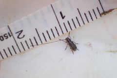 Euciodes suturalis