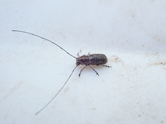 Euciodes suturalis