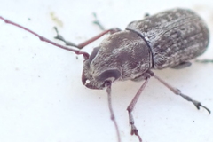 Euciodes suturalis