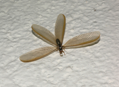 Termitoidae