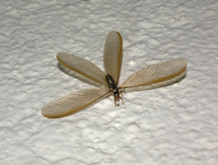 Termitoidae