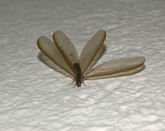 Termitoidae