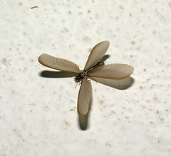 Termitoidae