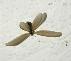 Termitoidae