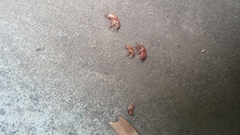 Arcitalitrus sylvaticus