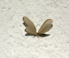Termitoidae
