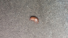 Arcitalitrus sylvaticus