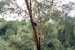 Colobus guereza matschiei