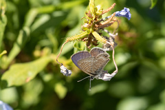 Leptotes trigemmatus