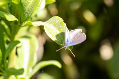 Leptotes trigemmatus
