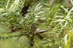 Leptotes trigemmatus