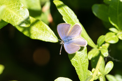 Leptotes trigemmatus