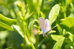 Leptotes trigemmatus
