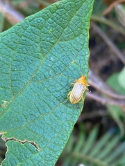 Metaxyonycha granulata