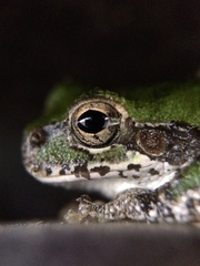Hyla japonica