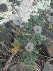 Malvella leprosa