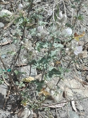 Malvella leprosa