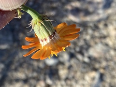 Adenophyllum speciosum