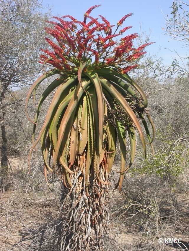 Aloe vaotsanda