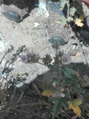 Malvella leprosa