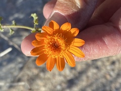 Adenophyllum speciosum