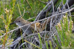 Dasyornis brachypterus