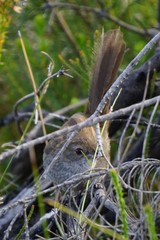 Dasyornis brachypterus