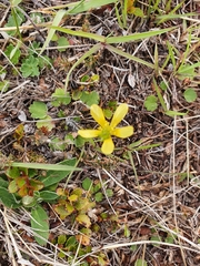 Ranunculus multiscapus