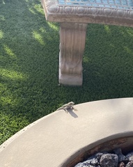 Sceloporus occidentalis