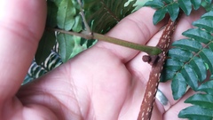 Cojoba costaricensis