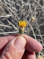 Bebbia juncea juncea