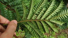 Cojoba costaricensis