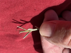 Bebbia juncea juncea