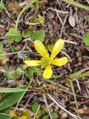 Ranunculus multiscapus