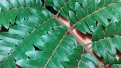 Cojoba costaricensis