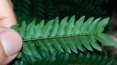 Cojoba costaricensis