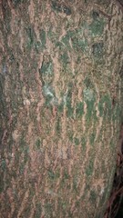 Cojoba costaricensis