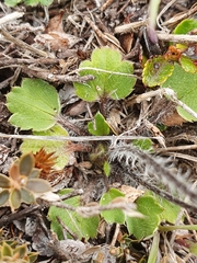 Ranunculus multiscapus