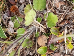 Ranunculus multiscapus