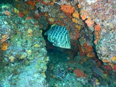 Dermatolepis dermatolepis