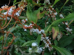 Cuscuta rostrata