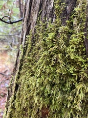 Pseudisothecium myosuroides